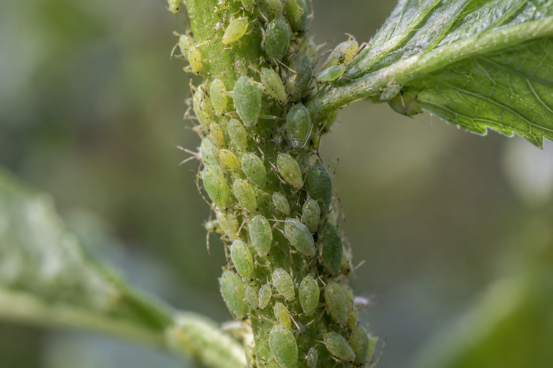 Macro photograph of a green plant stem densely crowded with pale green aphids packed along its length.