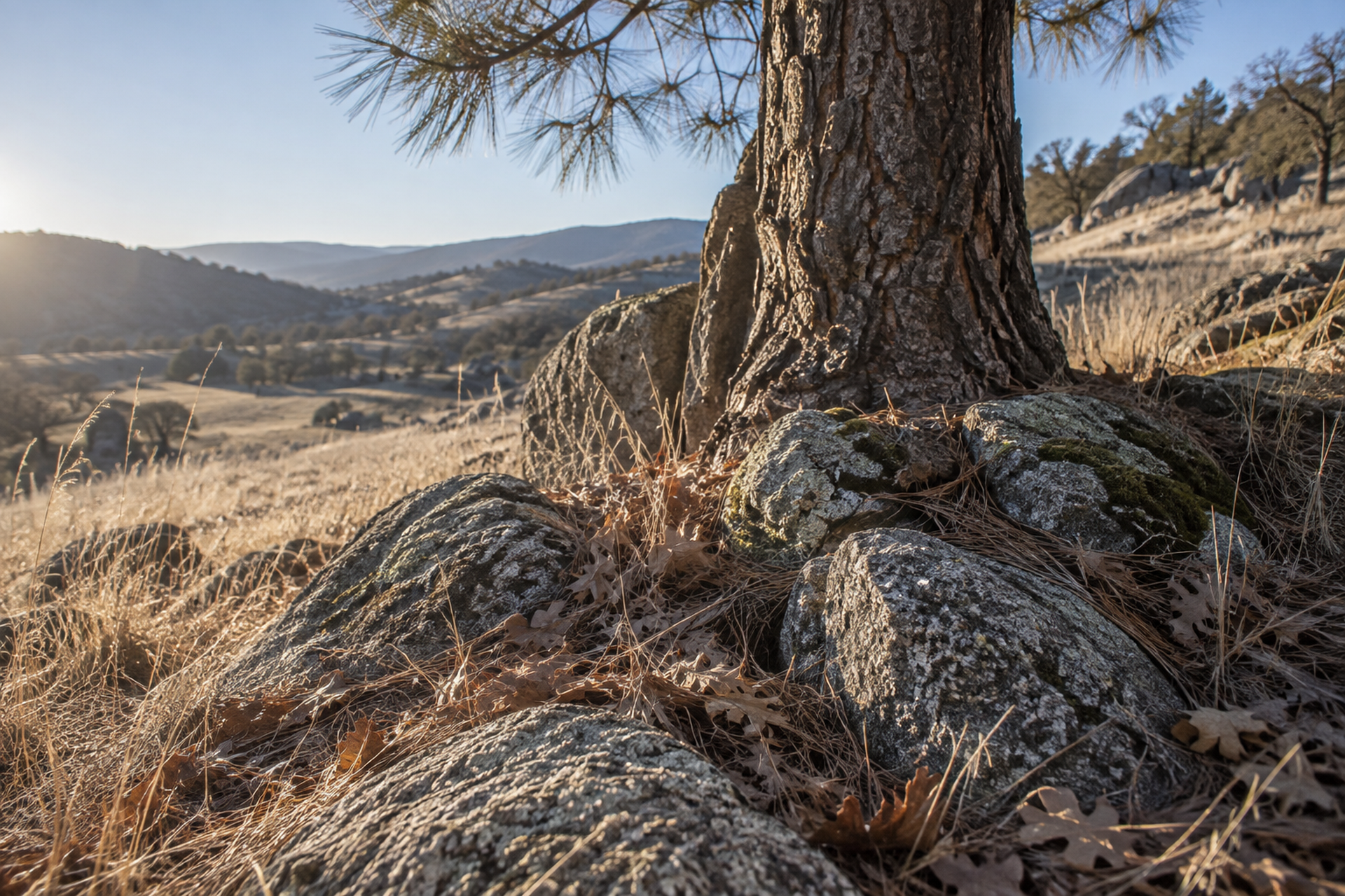 A dry California foothill slope in winter: granite outcrops, coarse grasses and leaf litter at the base of a pine, with hills receding in low sunlight.