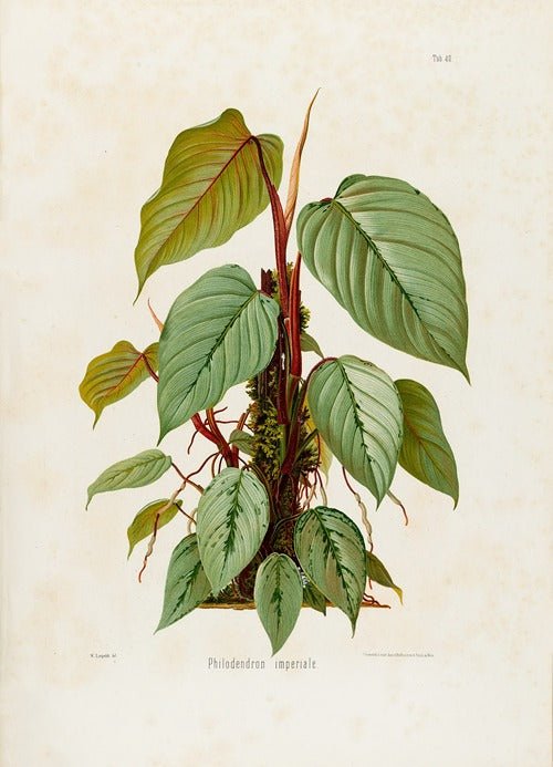 How Heinrich Wilhelm Schott Revolutionized the World of Rare Plants - FGMN Nursery