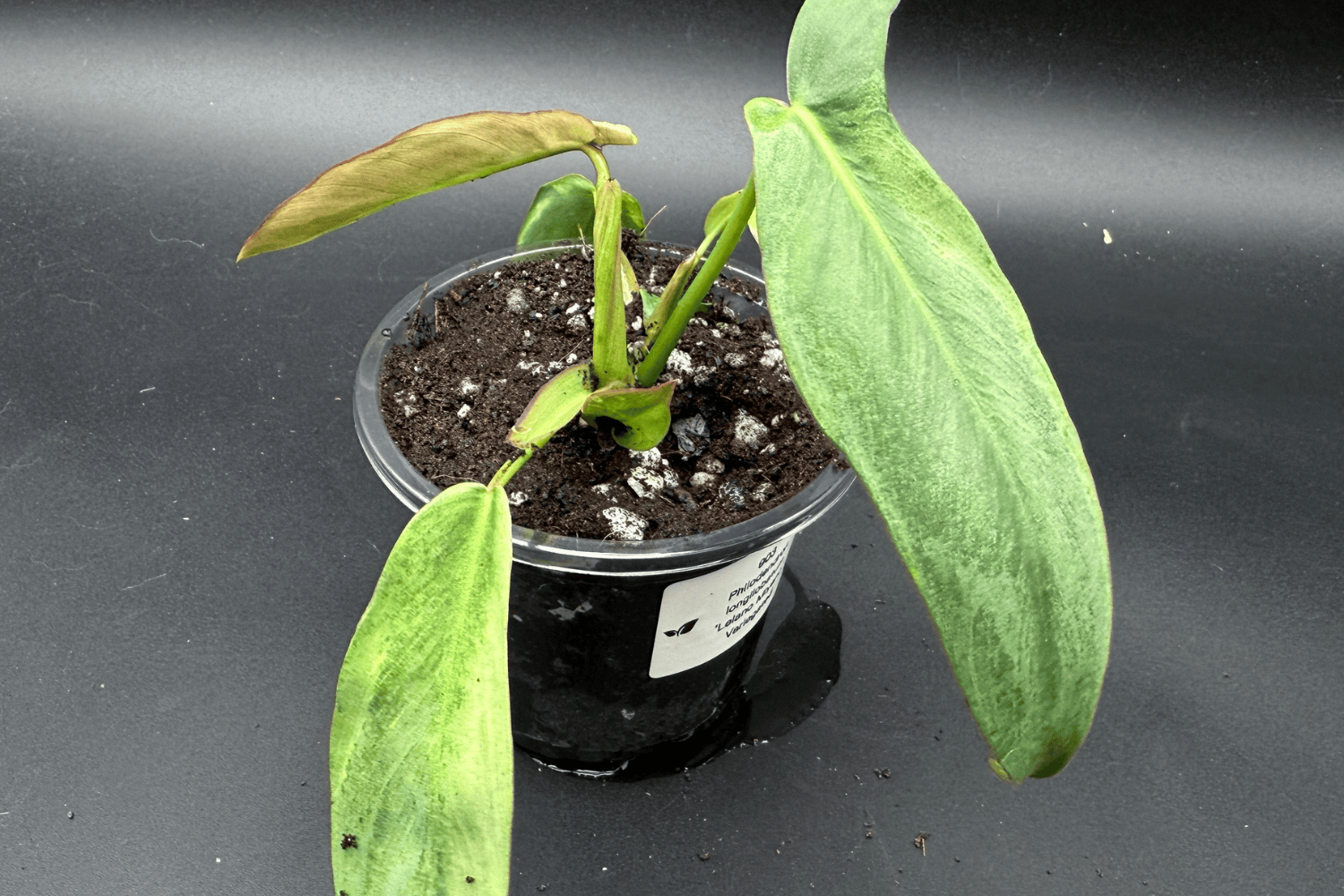 Philodendron longilobatum ‘Lelano Miyano’ Variegated Care Guide