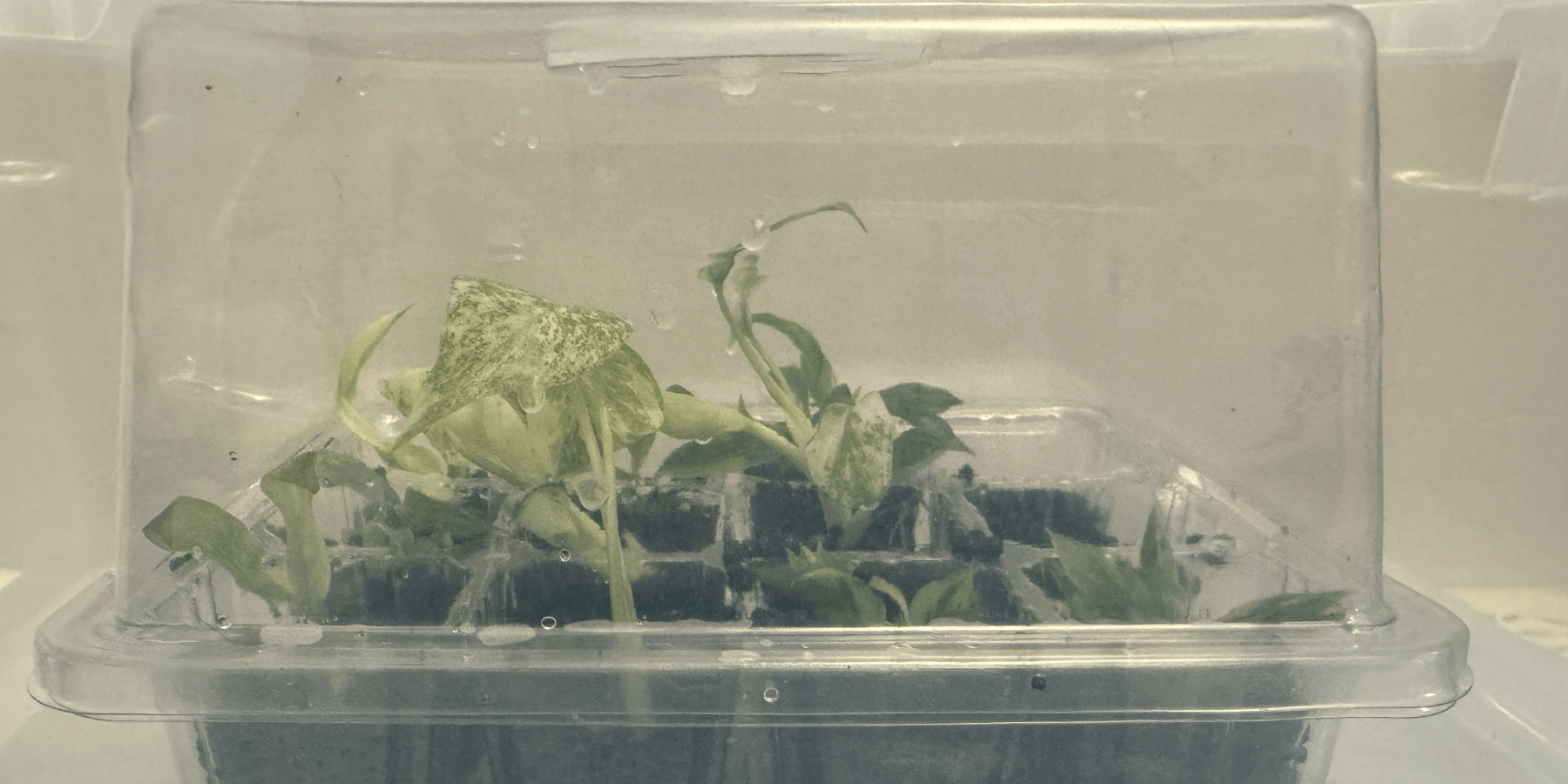 Maximizing Tissue Culture Success Rates in Aroids - FGMN Nursery