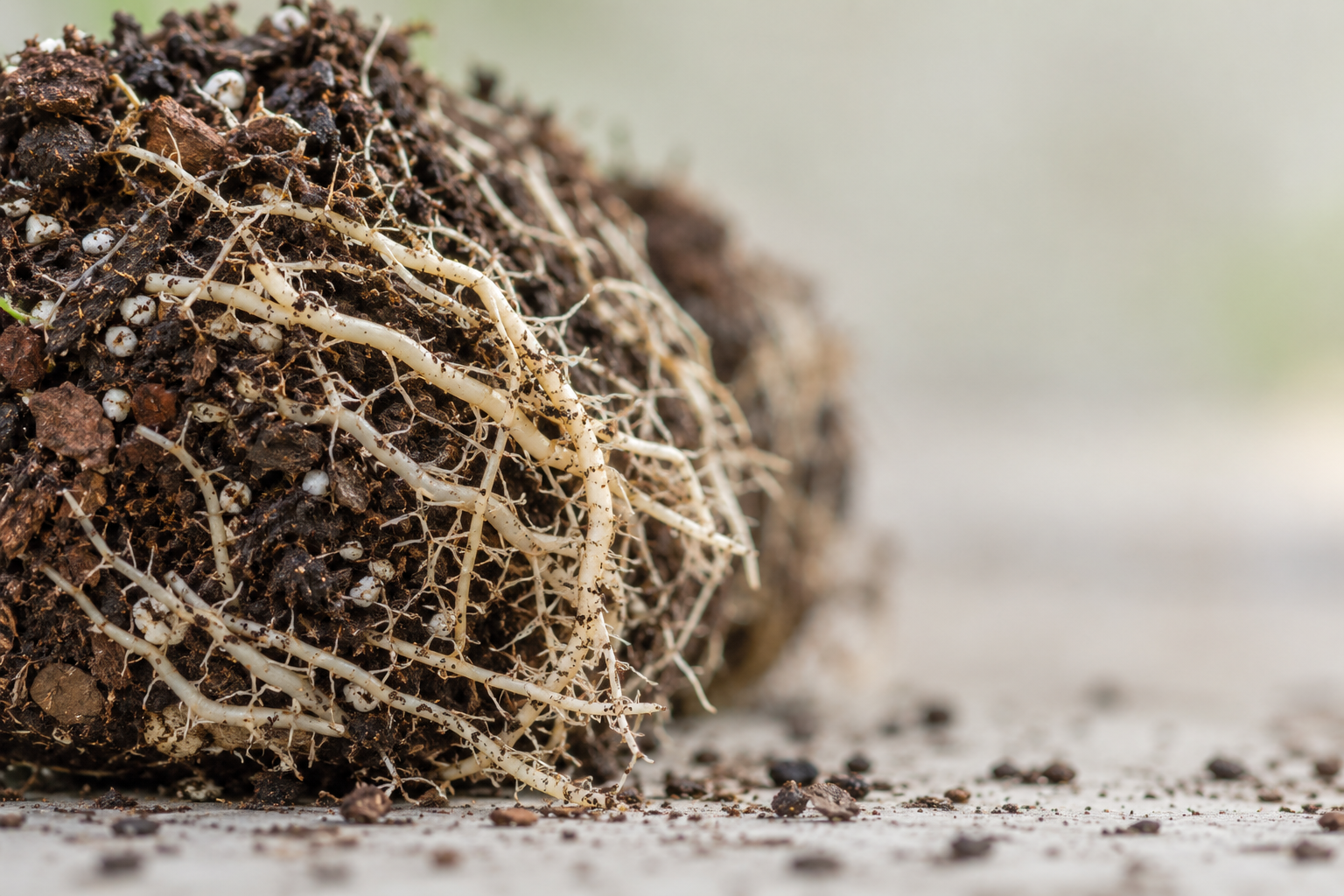 Fine roots on a nursery root ball; fungal colonization is not visible in this image.