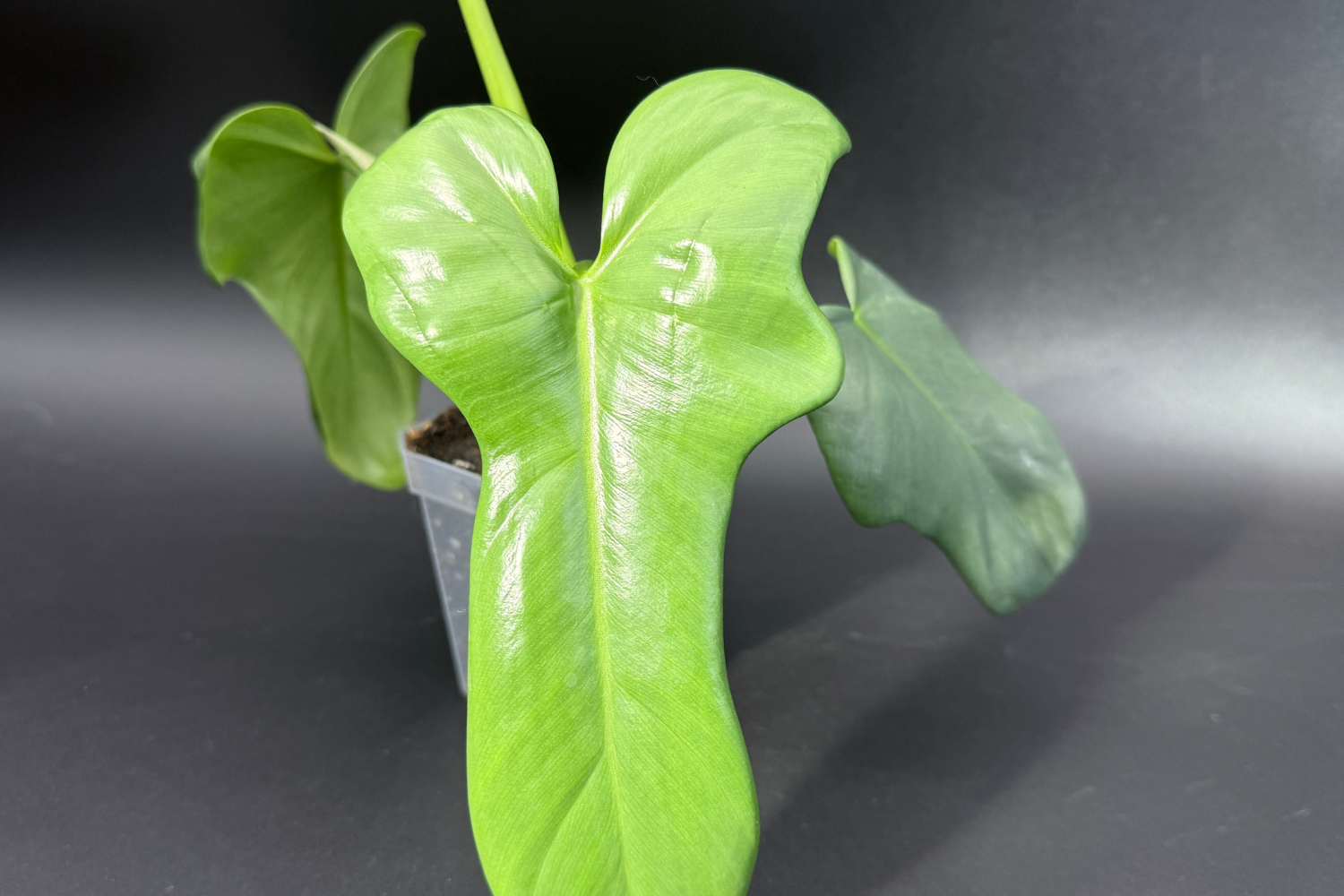 Philodendron bipennifolium 'Violin' with glossy leaves in a pot, showcasing its distinct foliage shape.