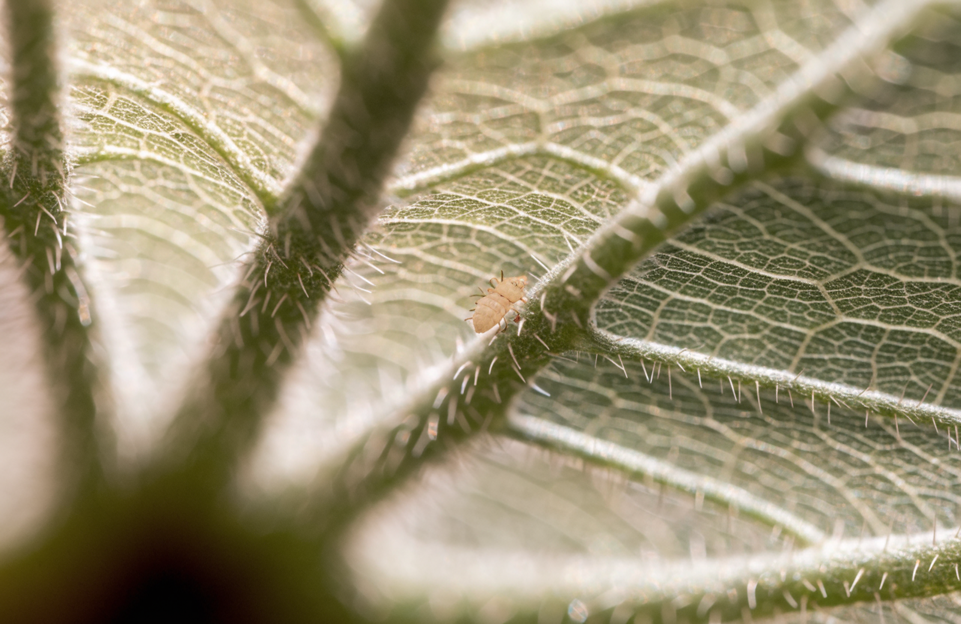 Extreme macro of a leaf underside showing veins and fine hairs, with a single pale tan predatory mite walking across the surface
