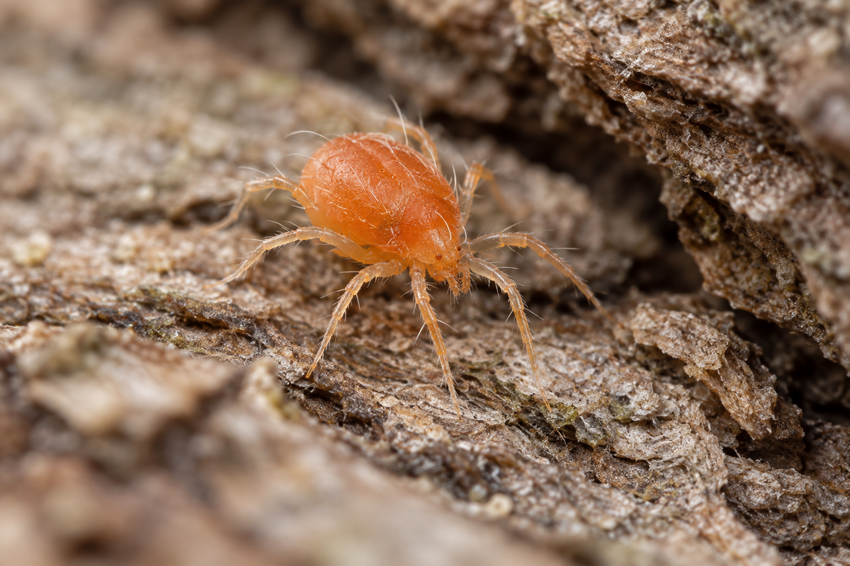 Photorealistic illustration of an orange overwintering spider mite on bark beside a sheltered crevice.