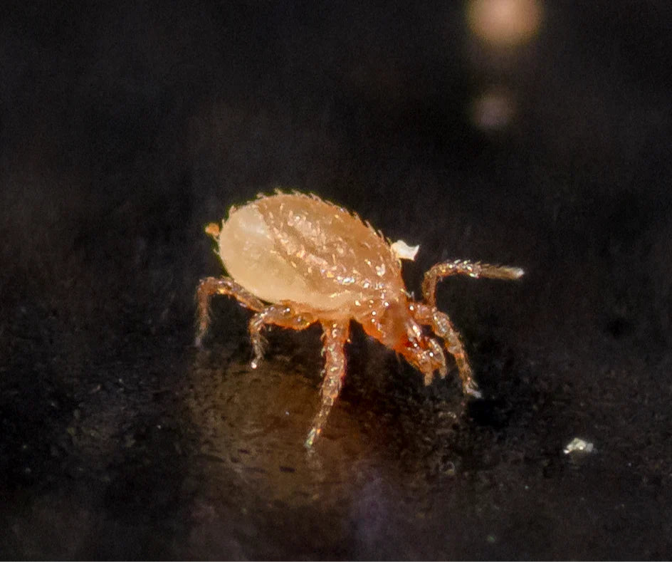 Close-up image of a predatory mite used for natural snake mite treatment on a dark background.