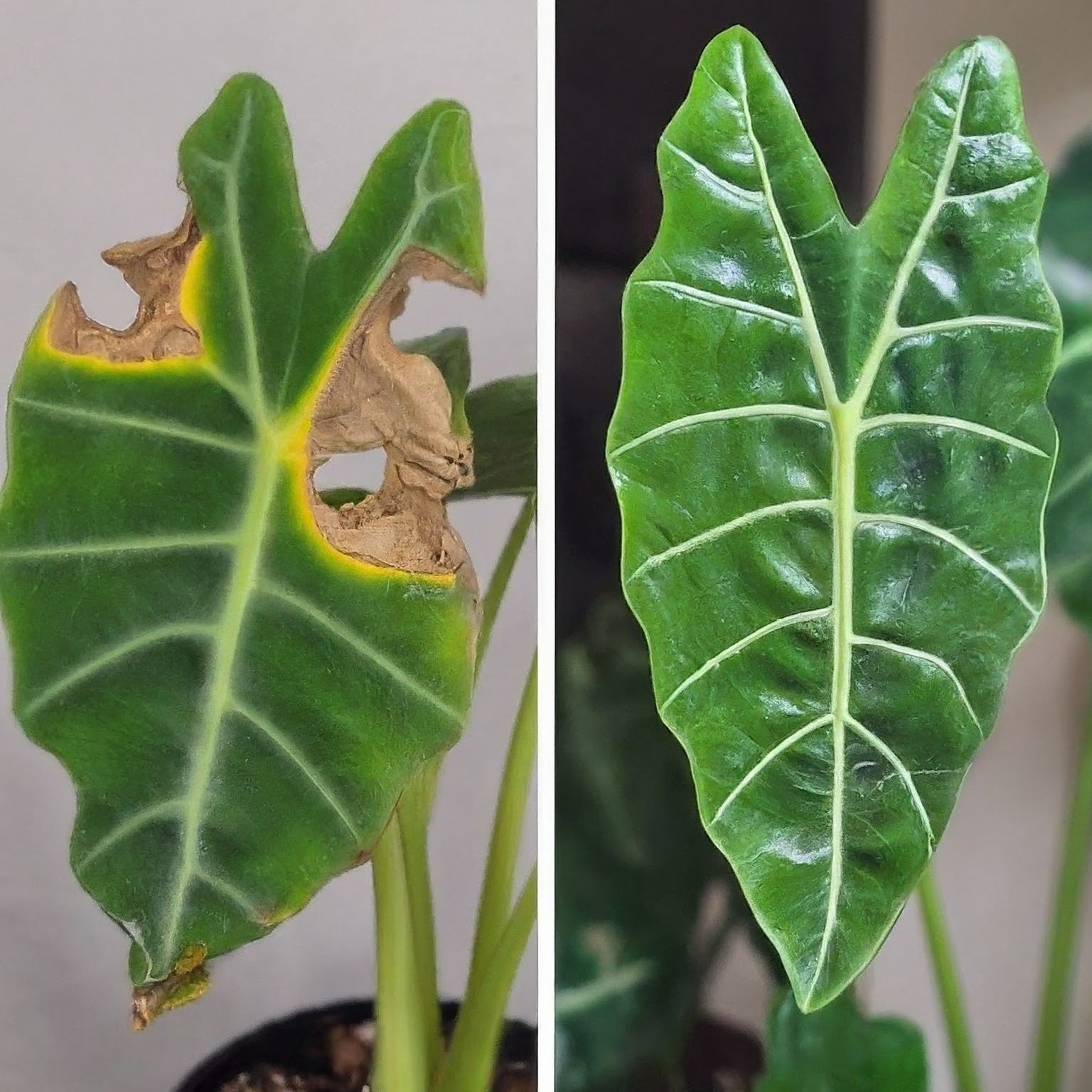 The Allure of the Rehab Plant - FGMN Nursery