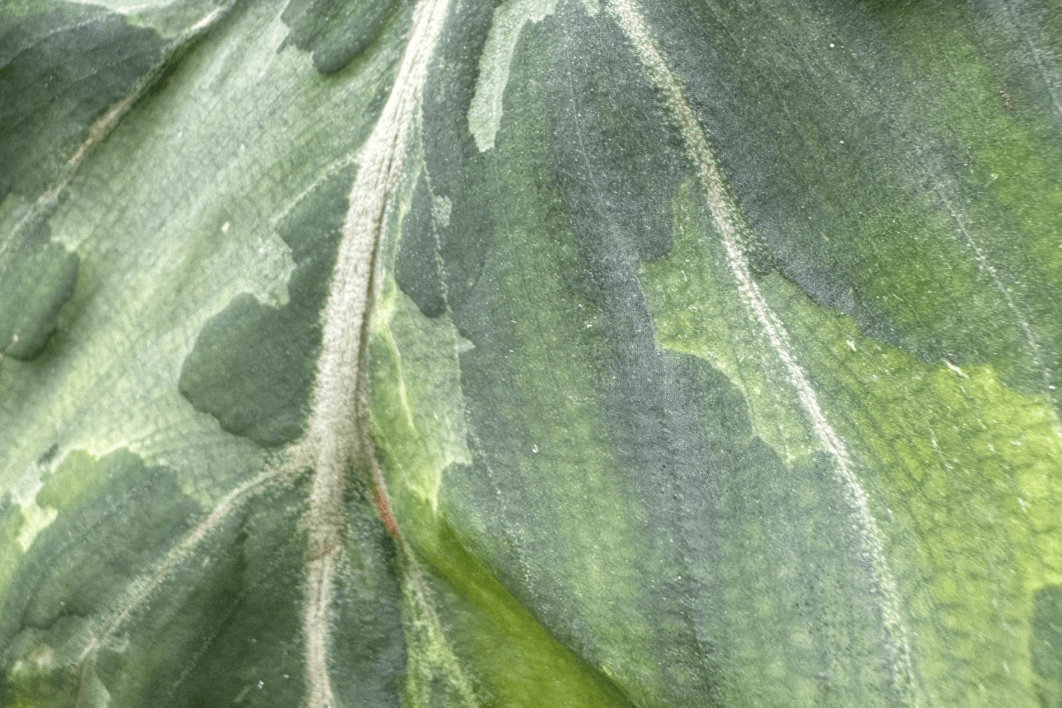 The Enchanting Philodendron gloriosum 'Snow Leopard' - FGMN Nursery