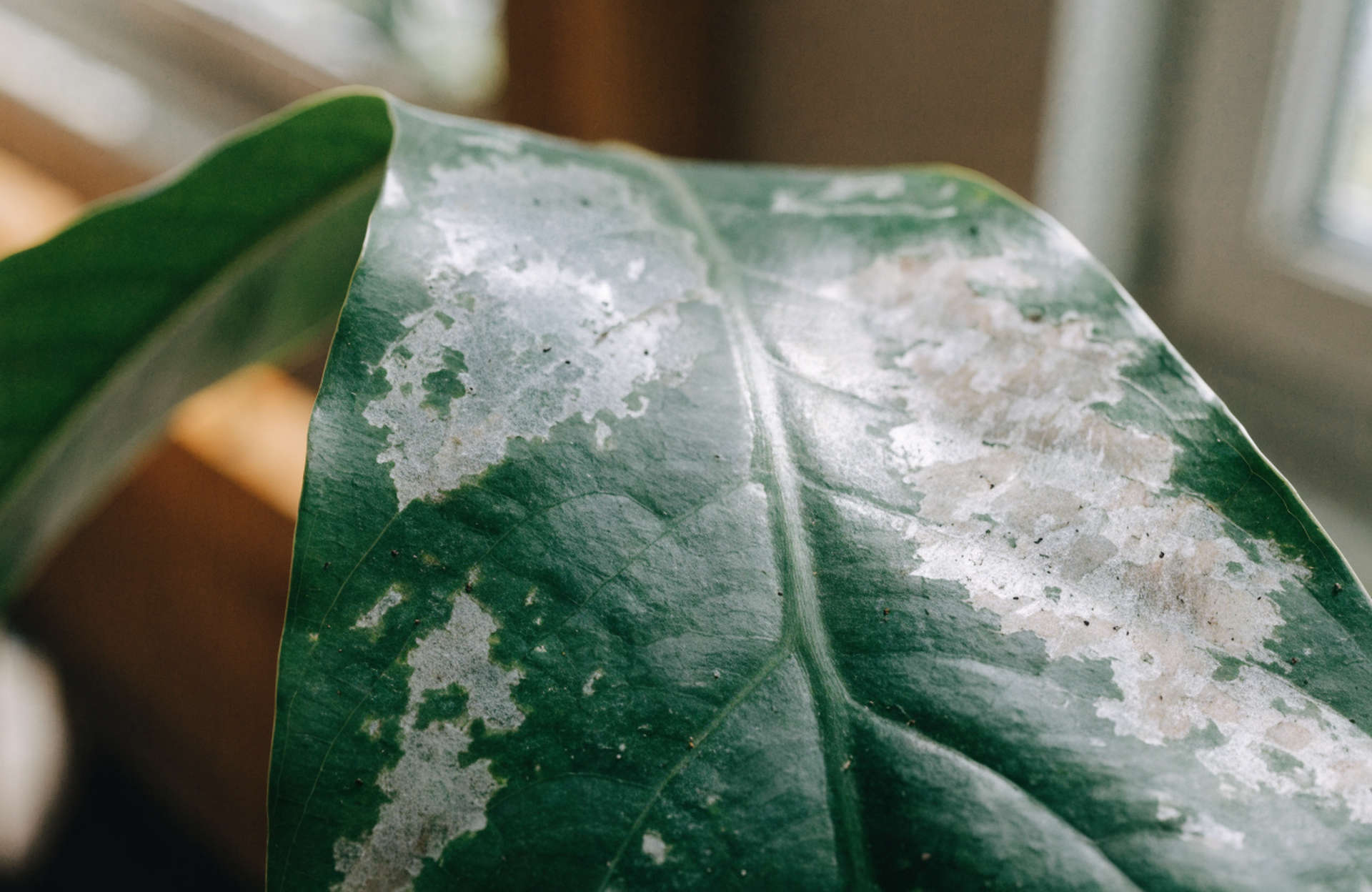 Close view of a houseplant leaf with irregular silvery patches where thrips have rasped away the tissue, scattered with tiny dark frass specks
