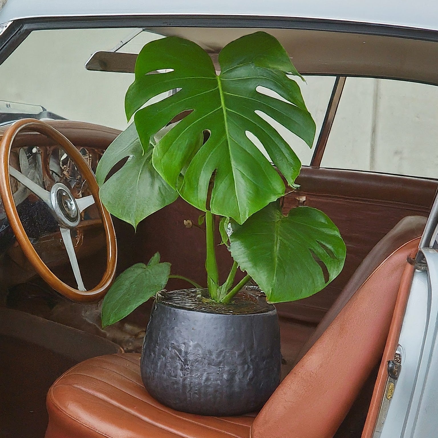 Uncovering the True Cost of Rare Plants - FGMN Nursery