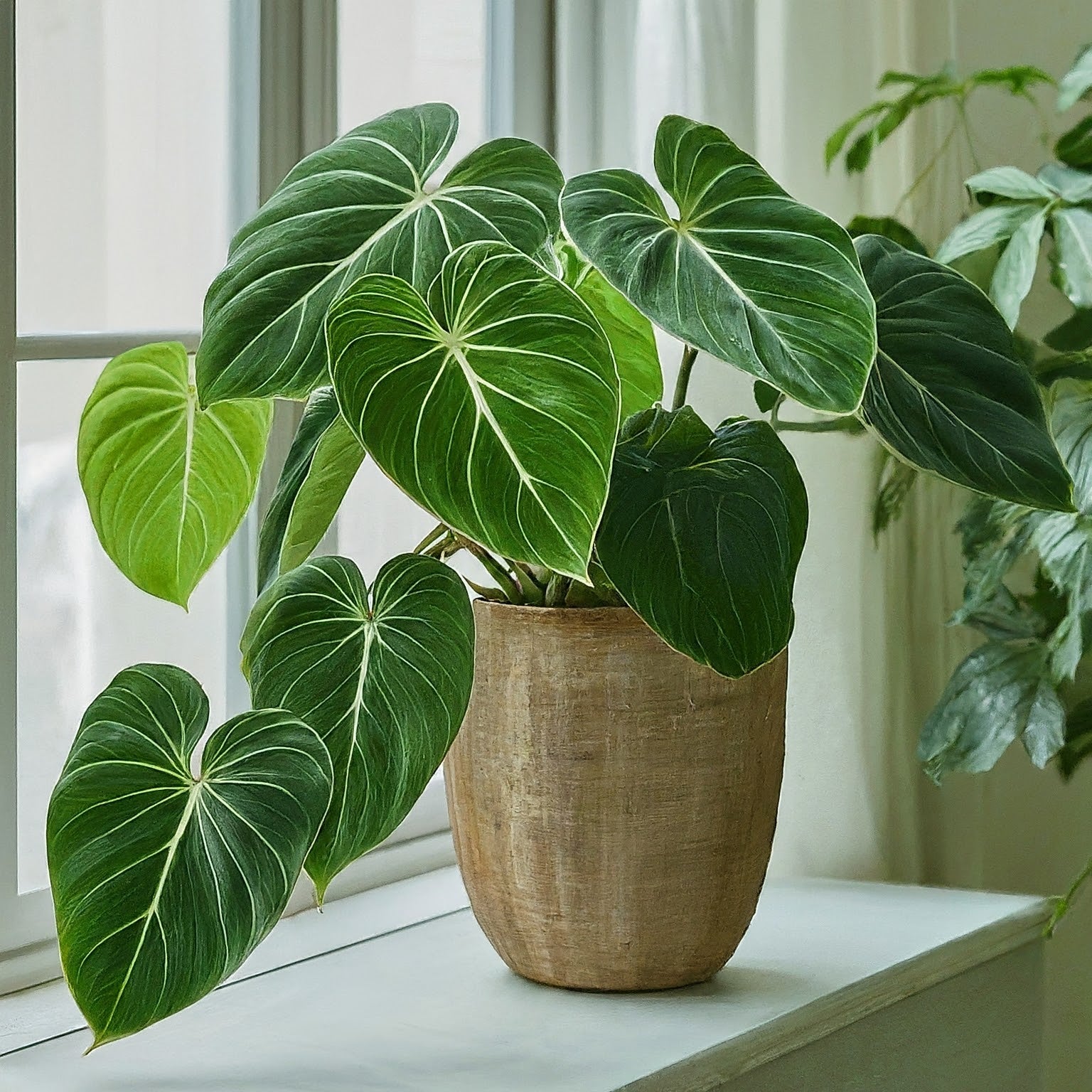 Understanding Philodendron Gloriosum Varieties and Variegations - FGMN Nursery