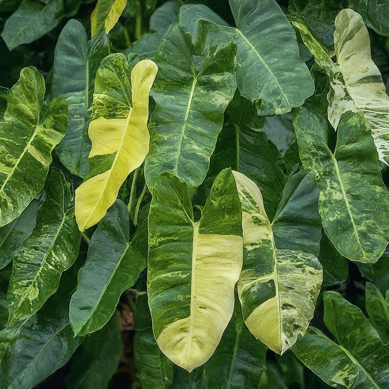 Unlocking the Secrets of Variegated Plants and Their Fashionable Flair - FGMN Nursery