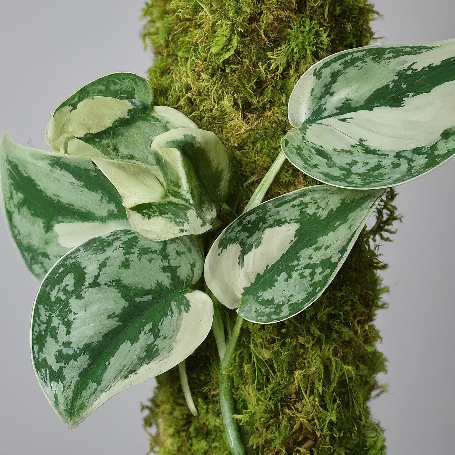 Variegated scindapsus plant with green and white leaves climbing a moss-covered pole.