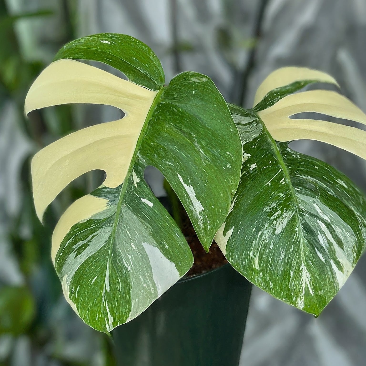 Why Everyone Is Talking About the Monstera Thai Constellation Creme Brulee - FGMN Nursery