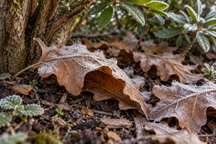 Where Beneficials Spend the Winter
