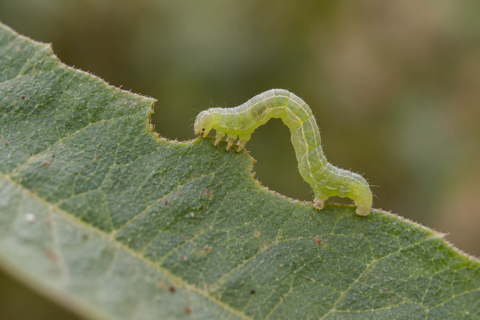 Your Plant Is Someone’s Lunch