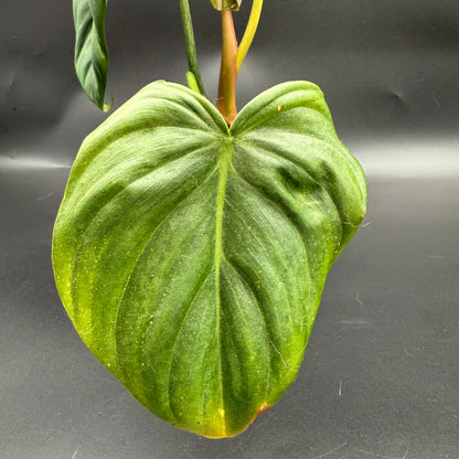 Philodendron Gloriosum