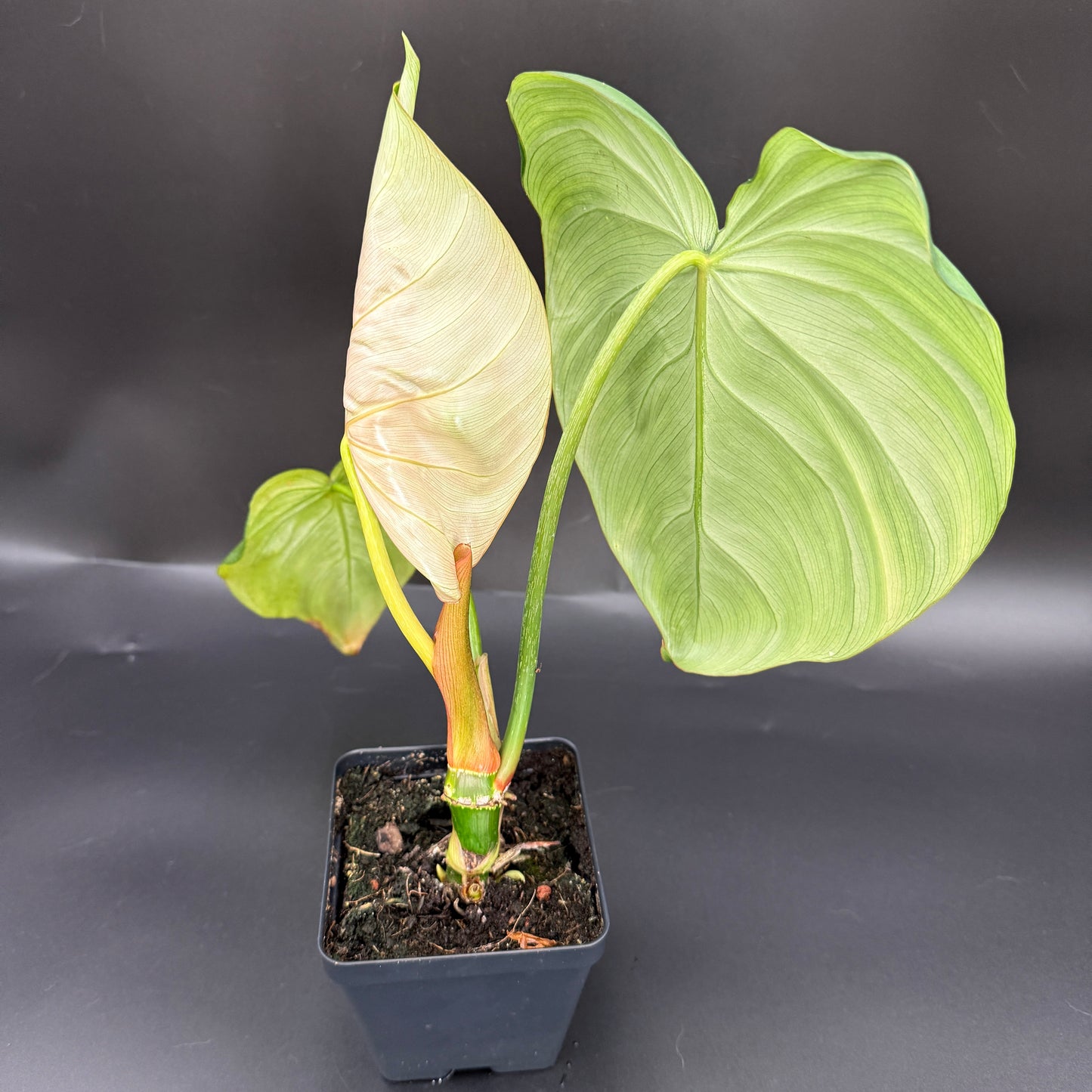 Philodendron Gloriosum