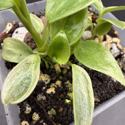 Philodendron Longilobatum Lelano Miyano Variegated