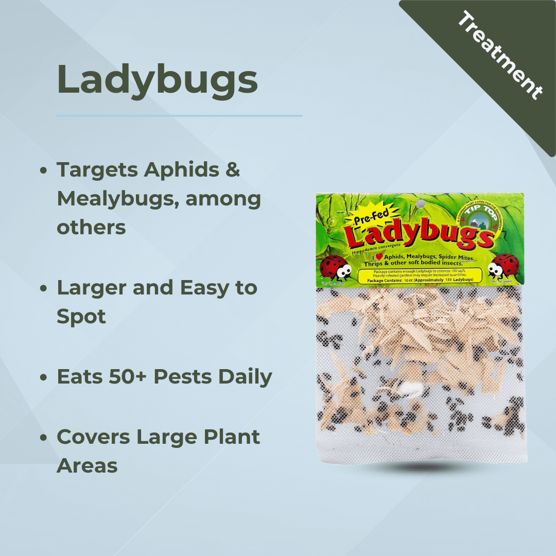 Pre-fed ladybugs package targets aphids, mealybugs, and more, covering large plant areas for effective pest control.