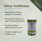 Orius insidiosus canister, effective thrips, aphids, and whiteflies predator, suitable for gardens and greenhouses.