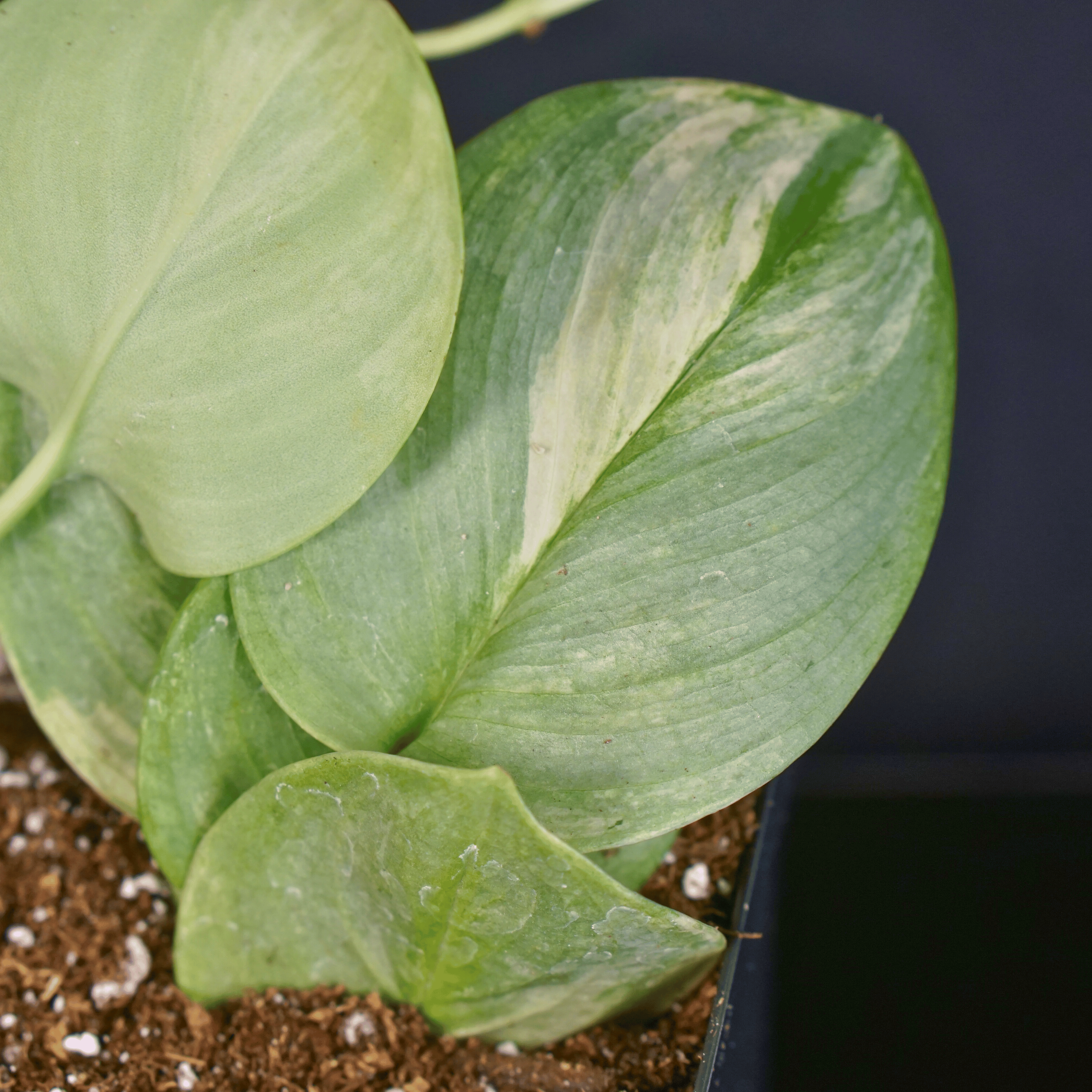 Close-up of Scindapsus Moonlight 'Lemon' variegated plant with silver and lemon-green leaves in a pot.