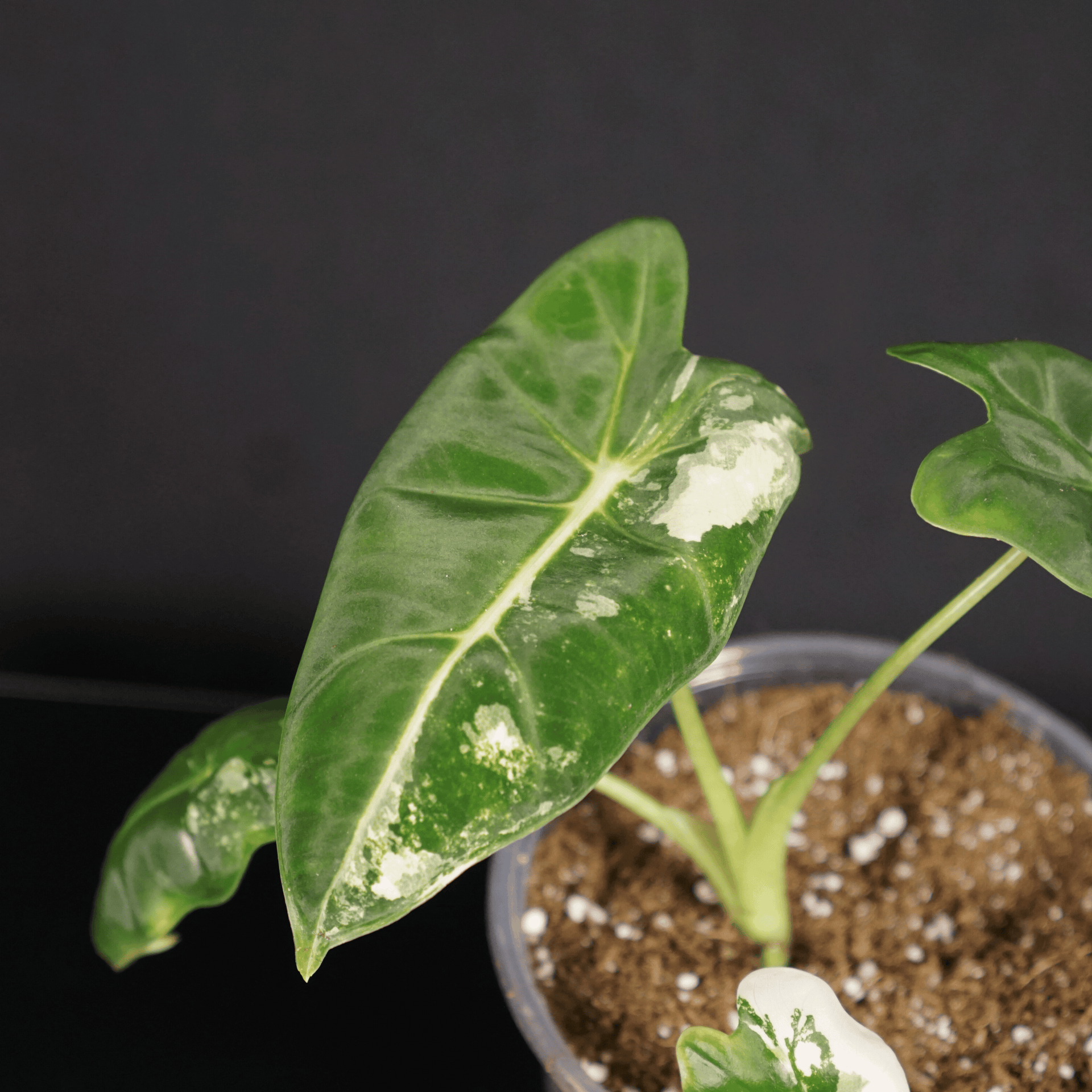 11_5272a903-bdb3-45f3-ac0f-