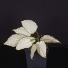 Aglaonema 'Super White' plant in a pot with white variegated leaves and green venation against a dark background.