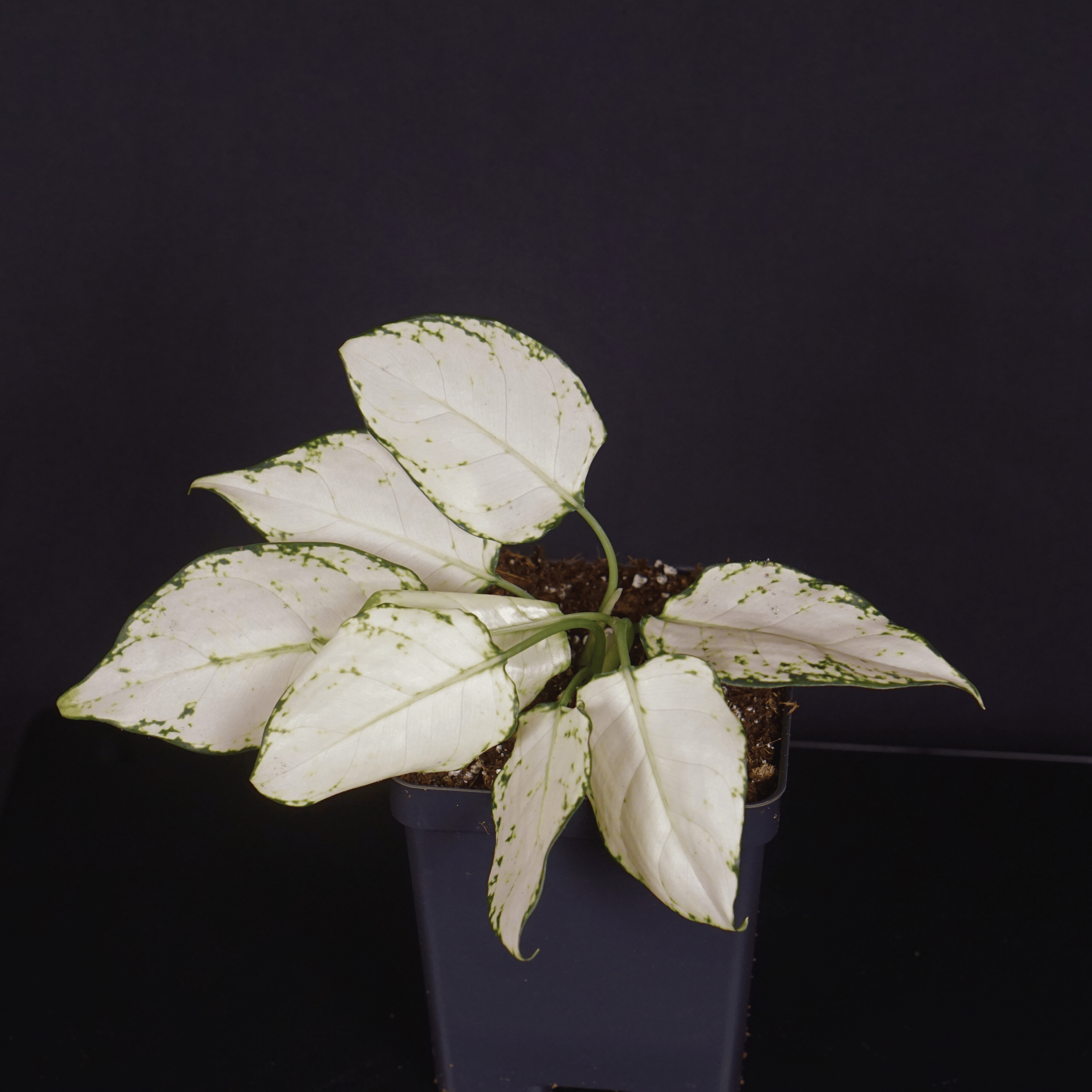 Aglaonema 'Super White' plant in a pot with white variegated leaves and green venation against a dark background.