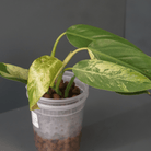 Variegated Philodendron Jose Buono x Domesticum hybrid in clear pot with glossy lobed leaves.