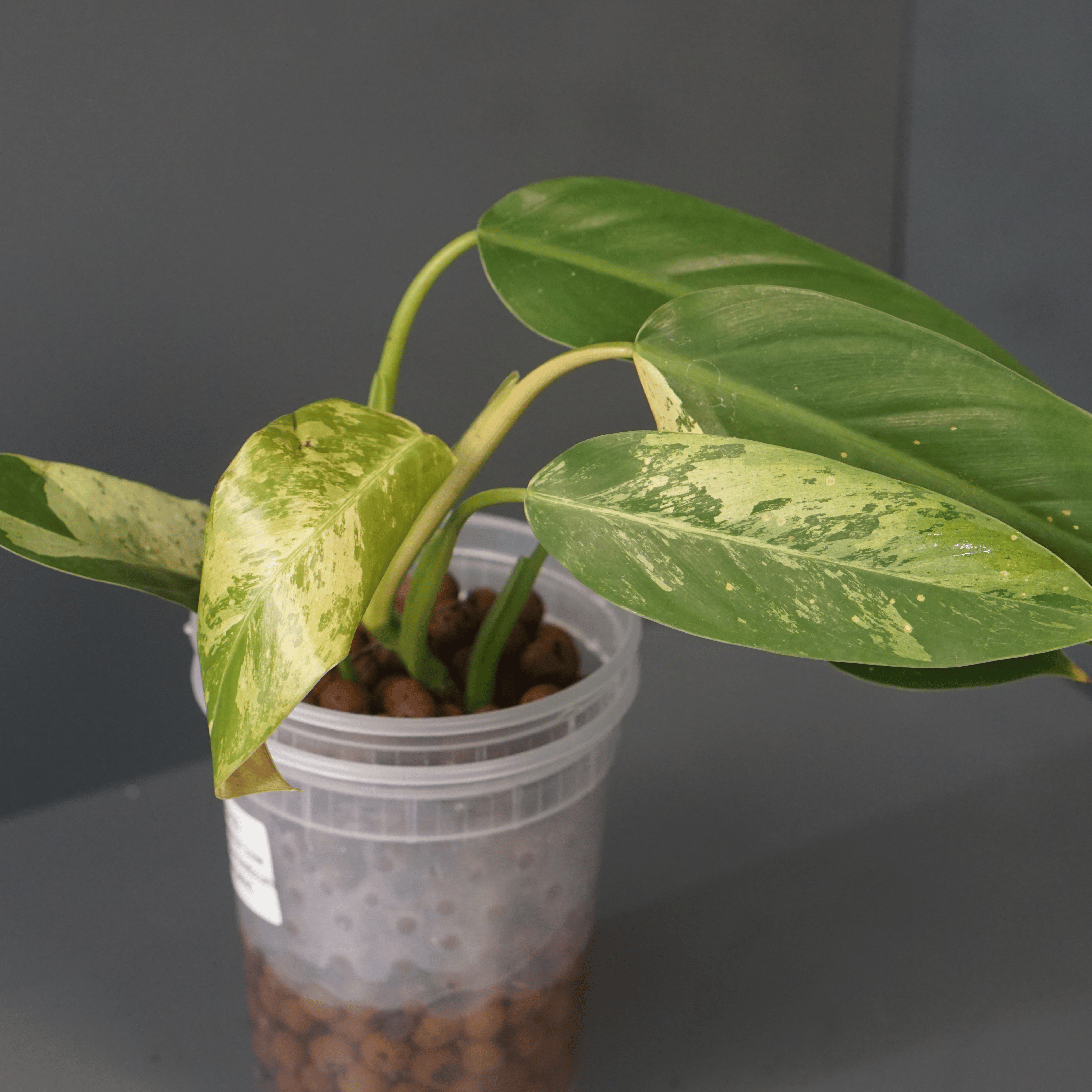 Variegated Philodendron Jose Buono x Domesticum hybrid in clear pot with glossy lobed leaves.