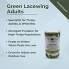 Green Lacewing Adults insect treatment for thrips, aphids, whiteflies; ideal for indoor and outdoor ecological pest control.