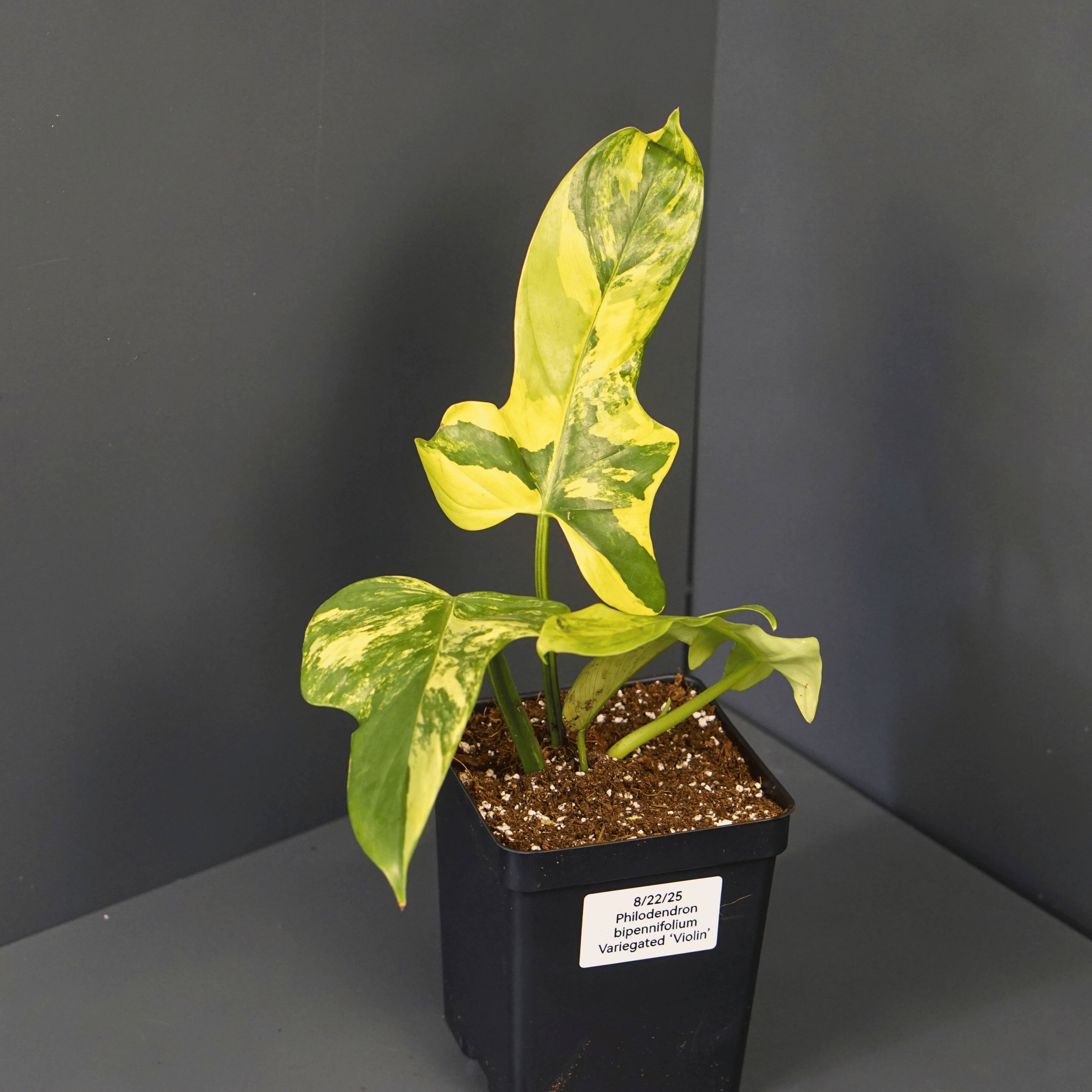 Variegated Philodendron bipennifolium plant in a pot with striking yellow and green leaves, known as "Violin."