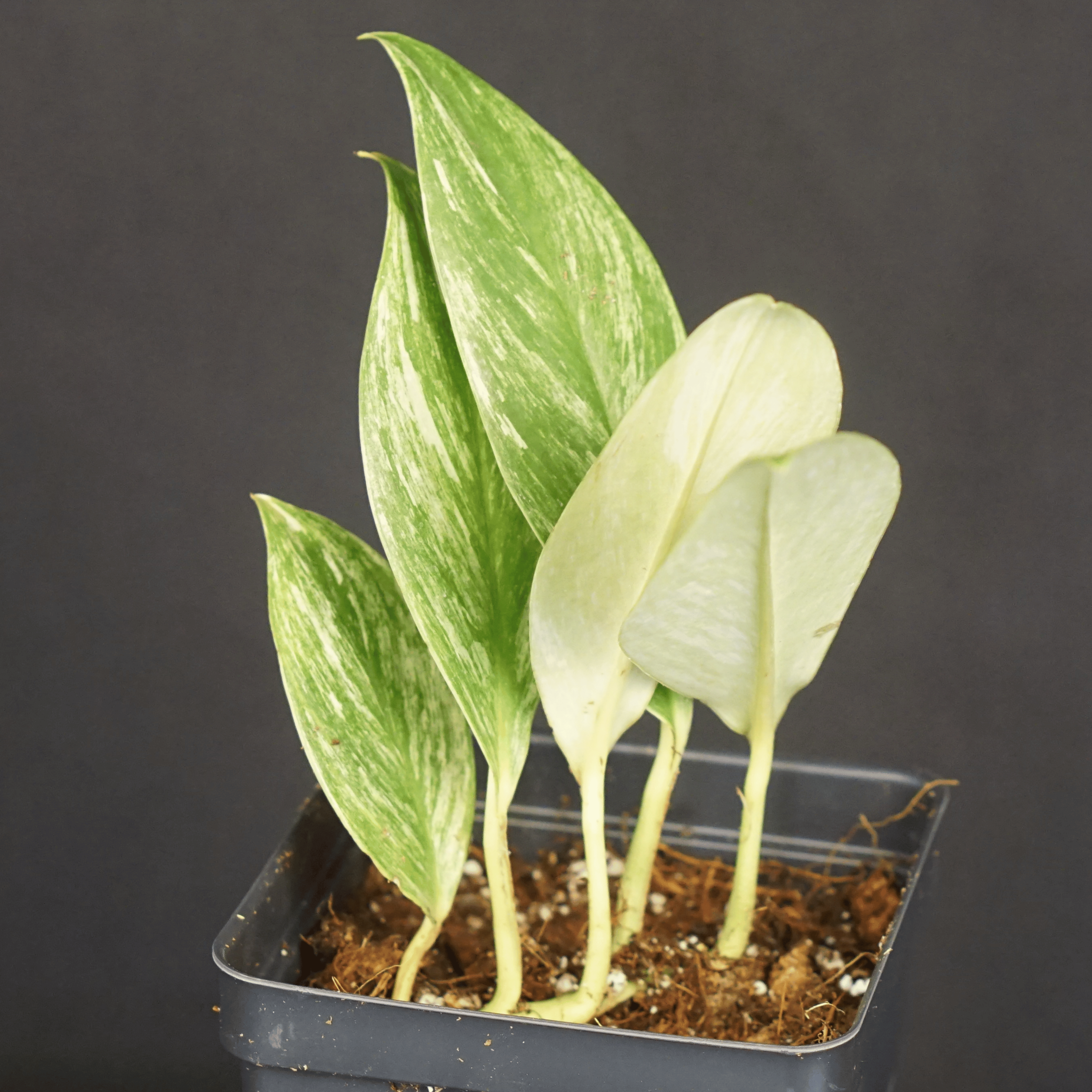 Variegated Rhaphidophora elliptifolia plant with striking white and green marbling in a pot.