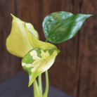 Close-up of Alocasia Cucullata 'Banana Split' Variegated, showcasing its striking tropical foliage.
