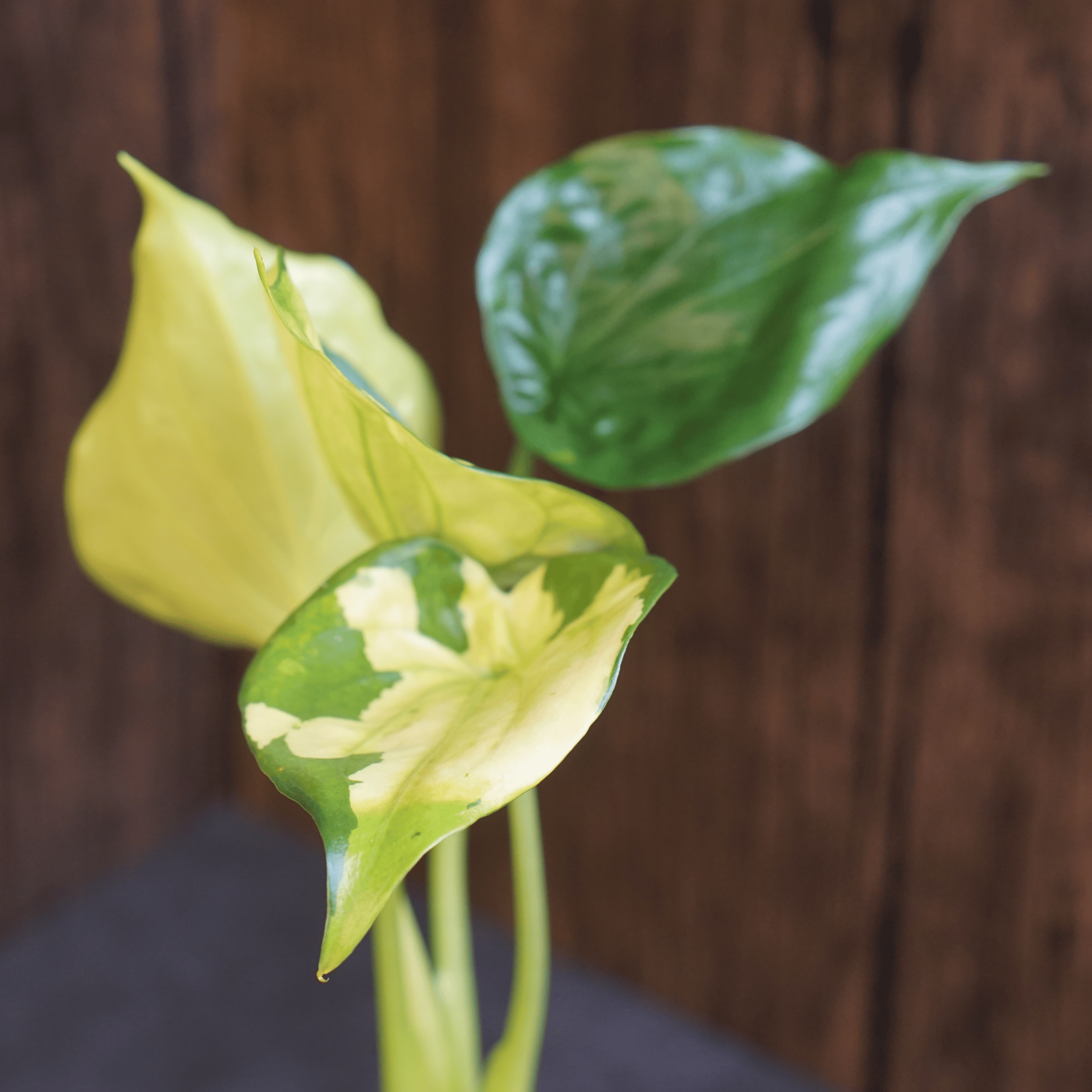 Close-up of Alocasia Cucullata 'Banana Split' Variegated, showcasing its striking tropical foliage.