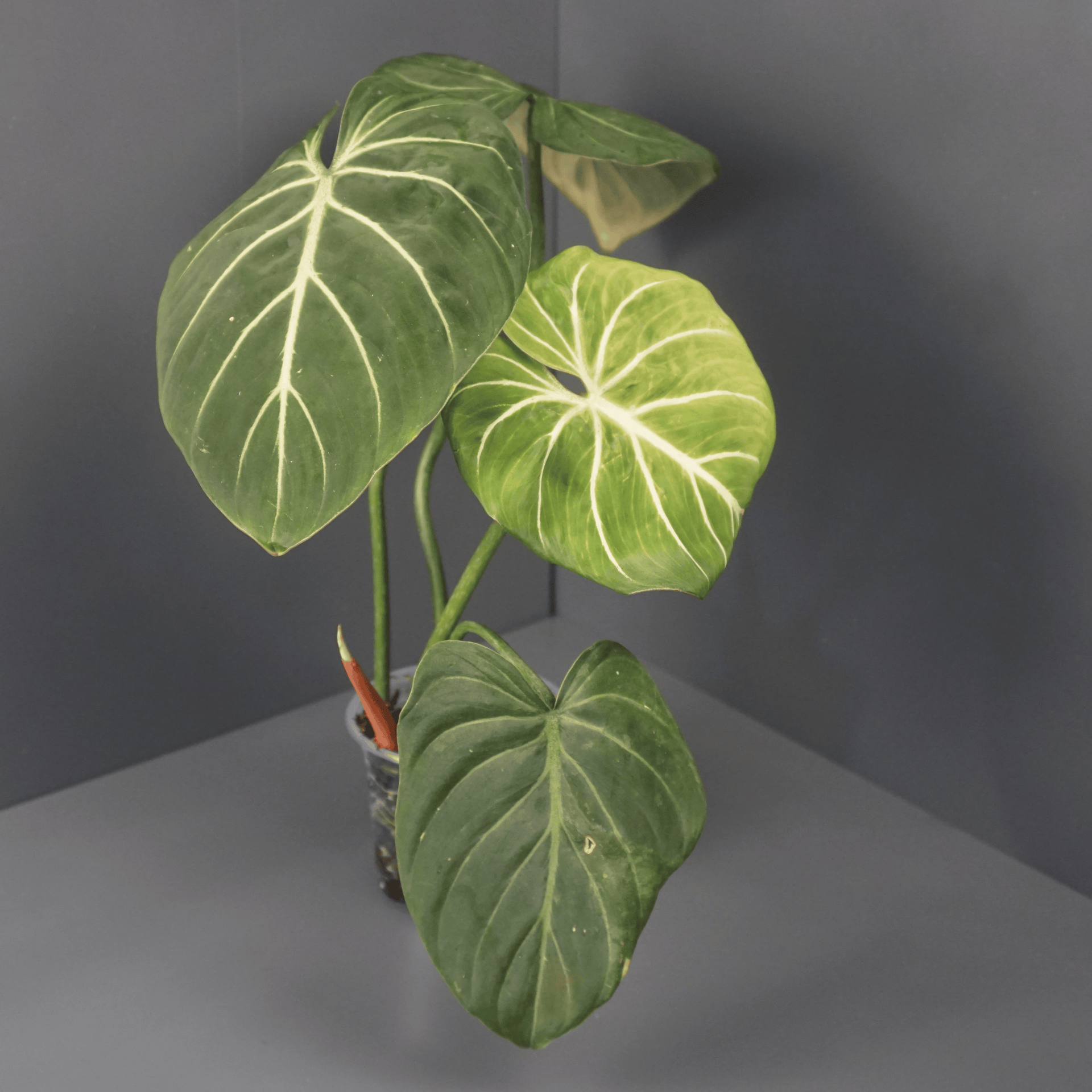 その他観葉植物 Philodendron gloriosum 'Radiante' Philodendron その他観葉植物 Philodendron gloriosum 'Radiante' Philodendron