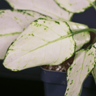 Aglaonema 'Super White' plant with striking white leaves and green veins in a pot. Ideal for indoor decoration.
