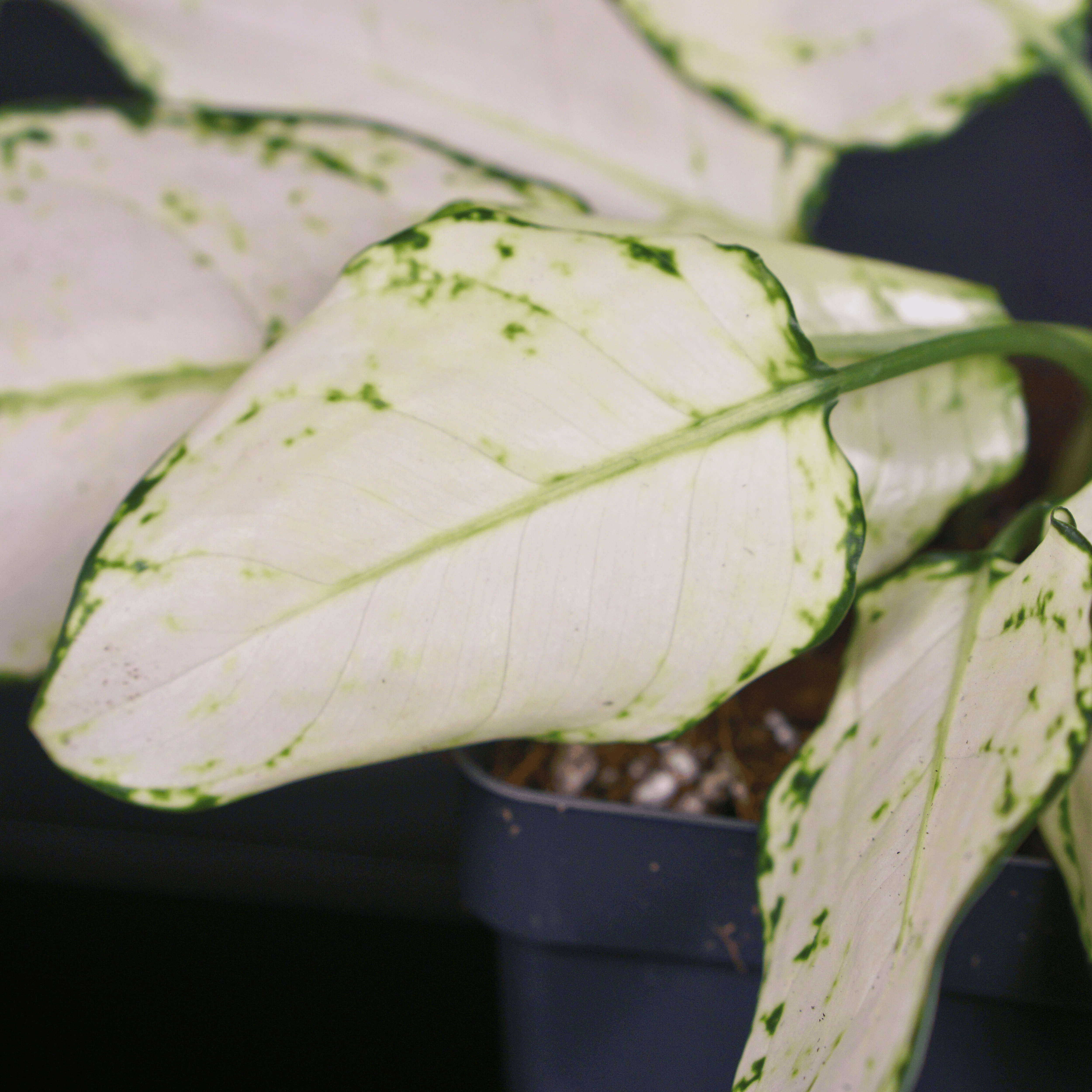 Aglaonema 'Super White' plant with striking white leaves and green veins in a pot. Ideal for indoor decoration.