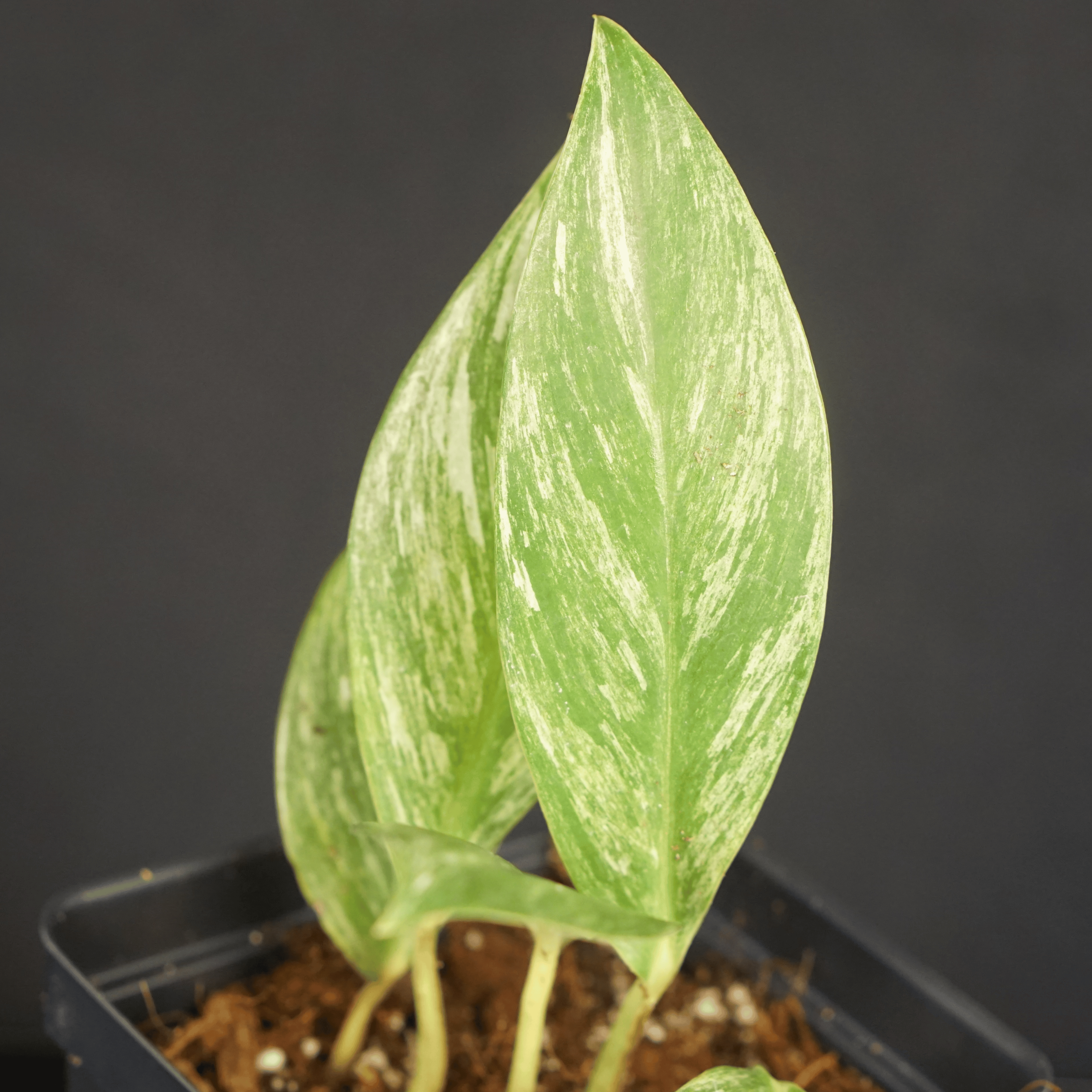 Variegated Rhaphidophora elliptifolia plant with white and cream marbled leaves in pot.