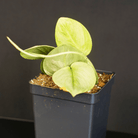Variegated Scindapsus Moonlight Lemon plant in black pot, showcasing silver gloss and lemon variegation.