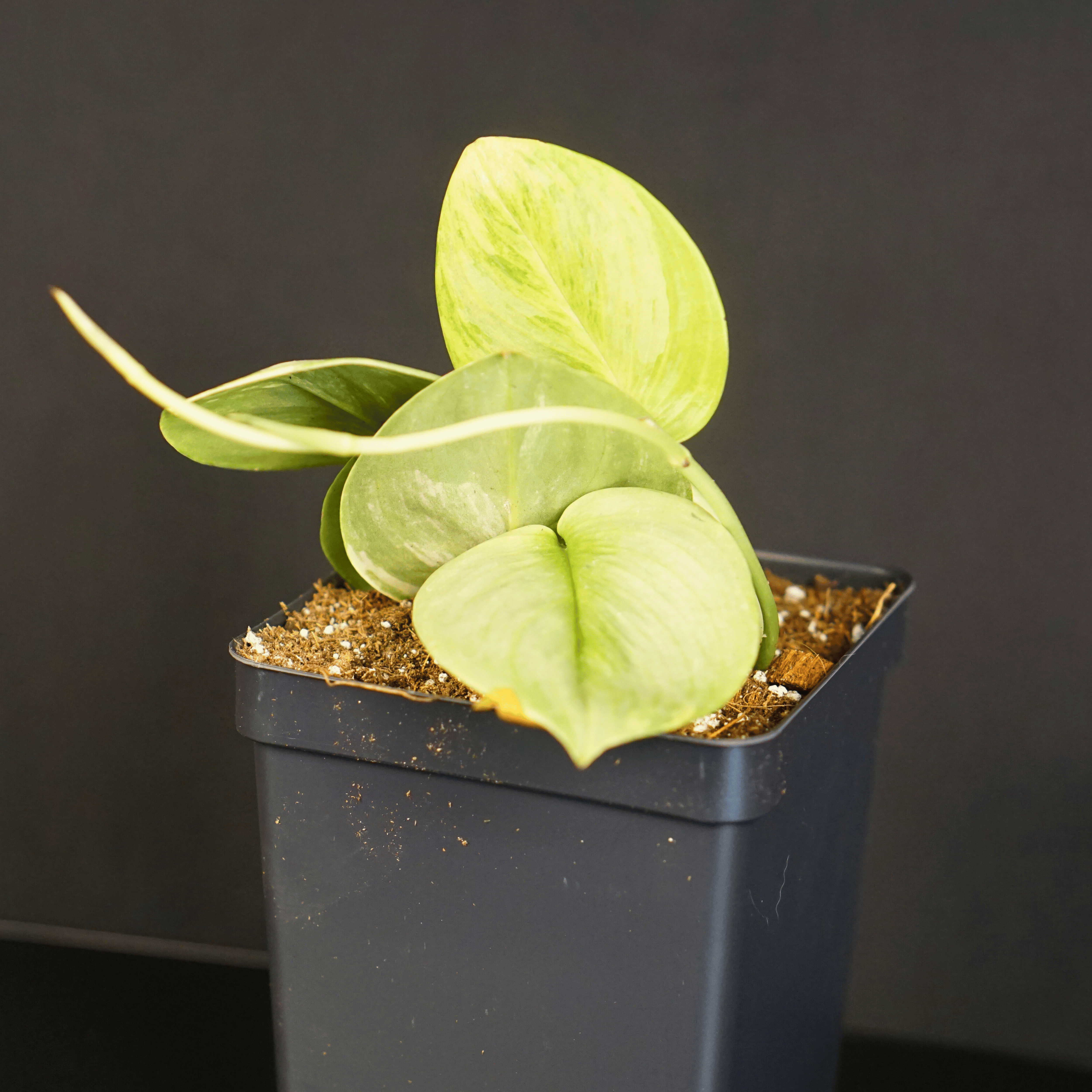 Variegated Scindapsus Moonlight Lemon plant in black pot, showcasing silver gloss and lemon variegation.