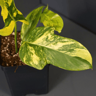 Variegated Philodendron bipennifolium plant in a black pot showcasing its unique violin-shaped green and yellow leaves.