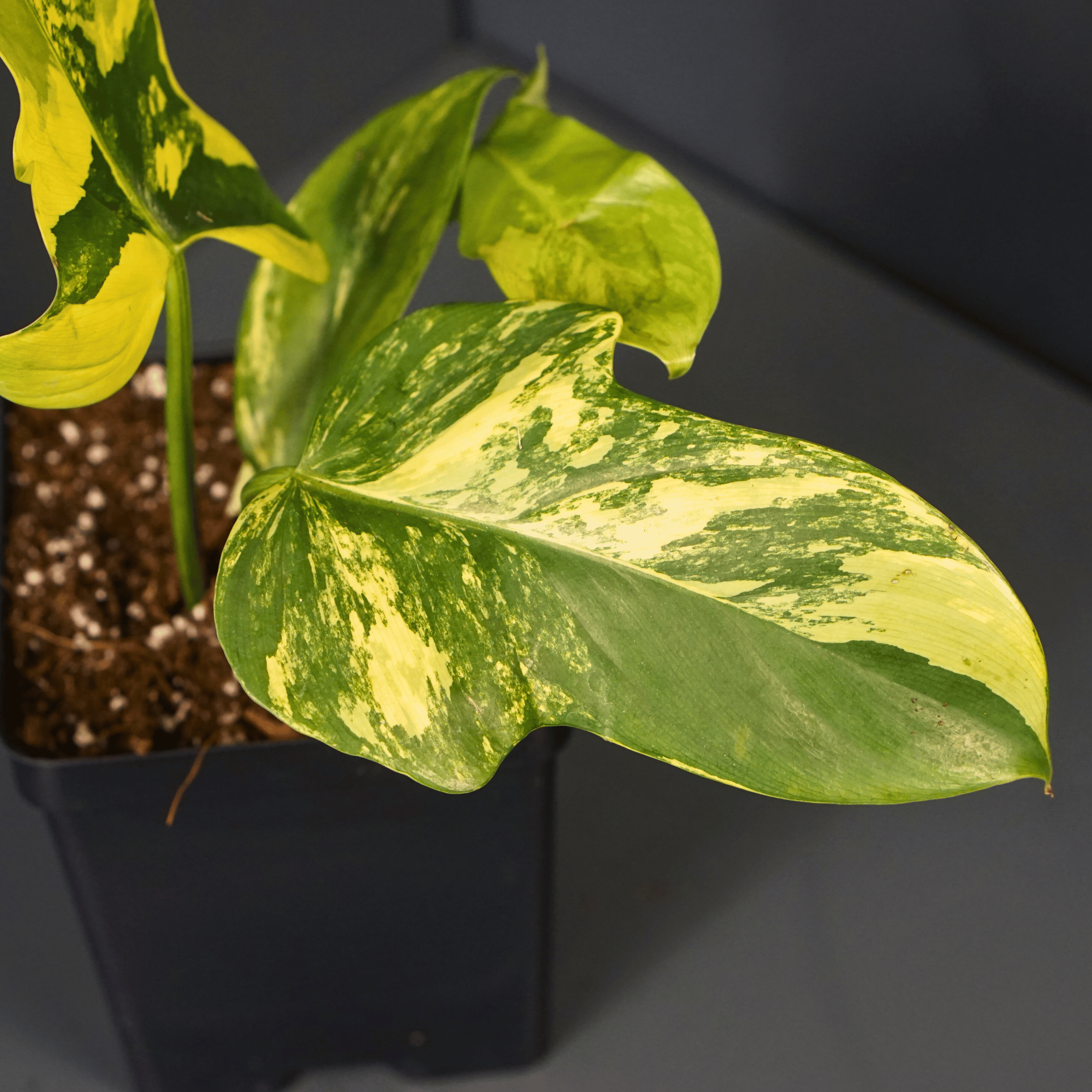 Variegated Philodendron bipennifolium plant in a black pot showcasing its unique violin-shaped green and yellow leaves.