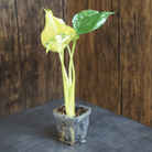 Alocasia Cucullata 'Banana Split' Variegated plant with striking yellow and green leaves in a small pot against a wooden background.