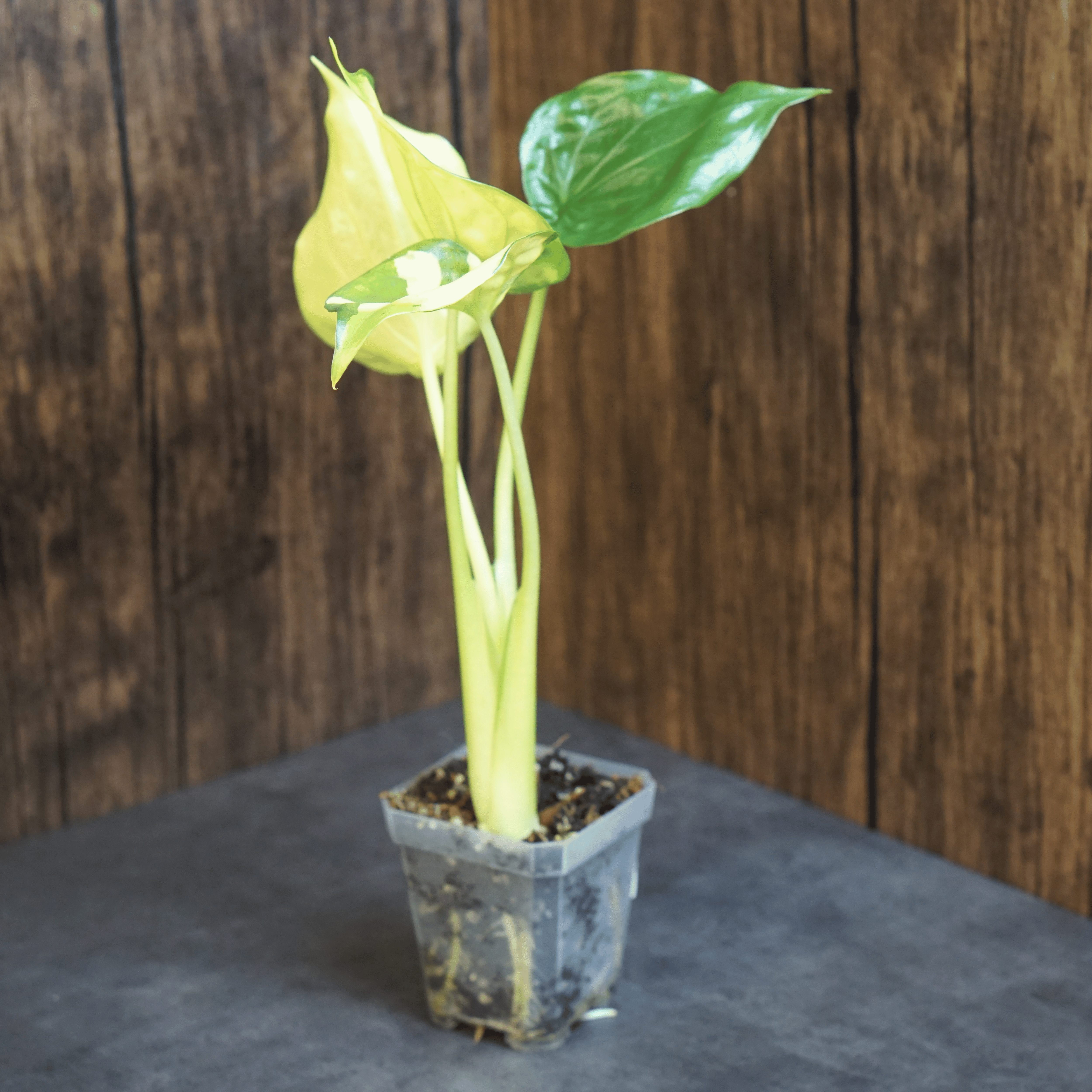 Alocasia Cucullata 'Banana Split' Variegated plant with striking yellow and green leaves in a small pot against a wooden background.