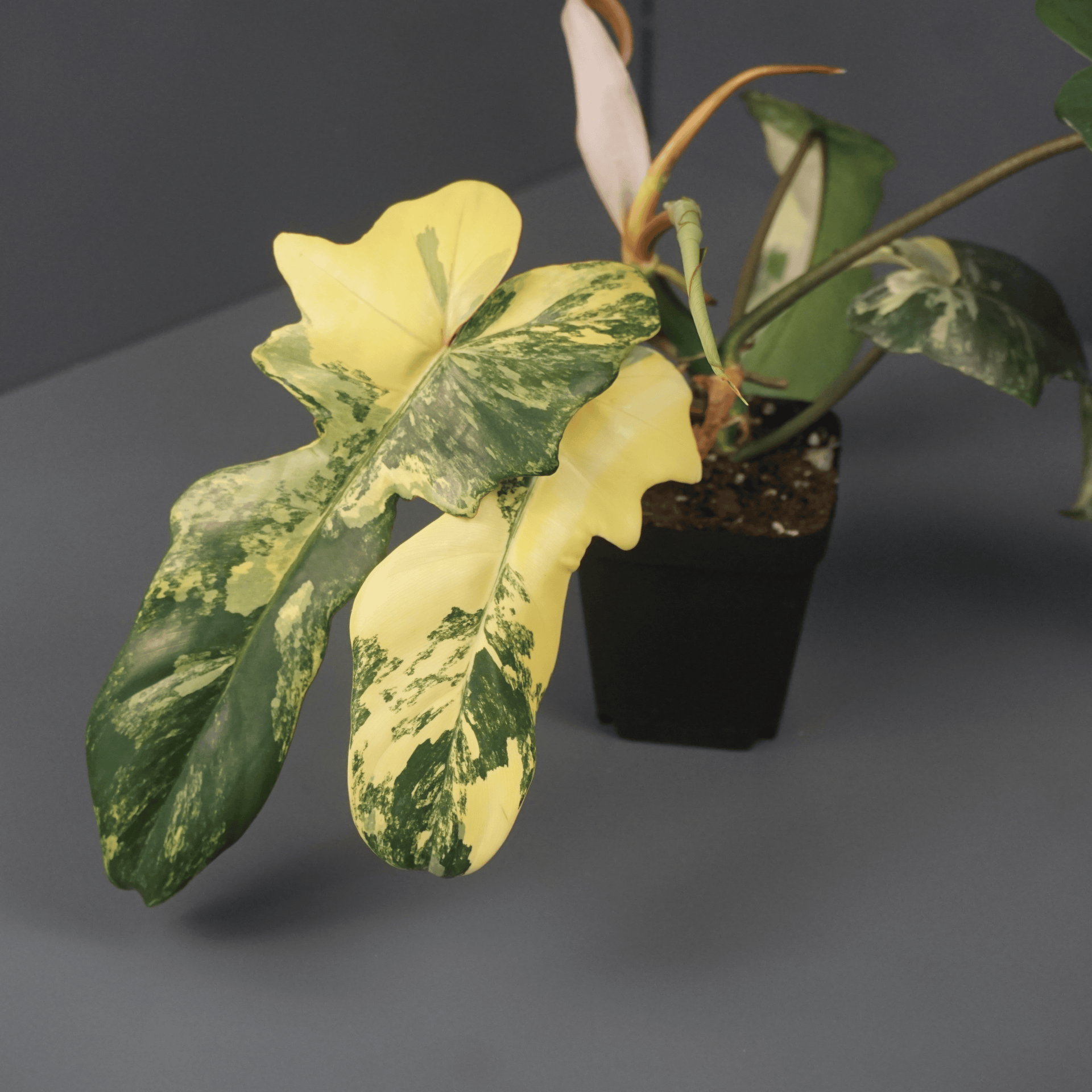 その他観葉植物 P. Radiatum x Florida Beauty x Mayoi Philodendron (Florida Beauty x Mayoi) variegated - Thai