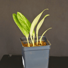Variegated Rhaphidophora elliptifolia plant with white and green marbled leaves in a black pot against a dark background.