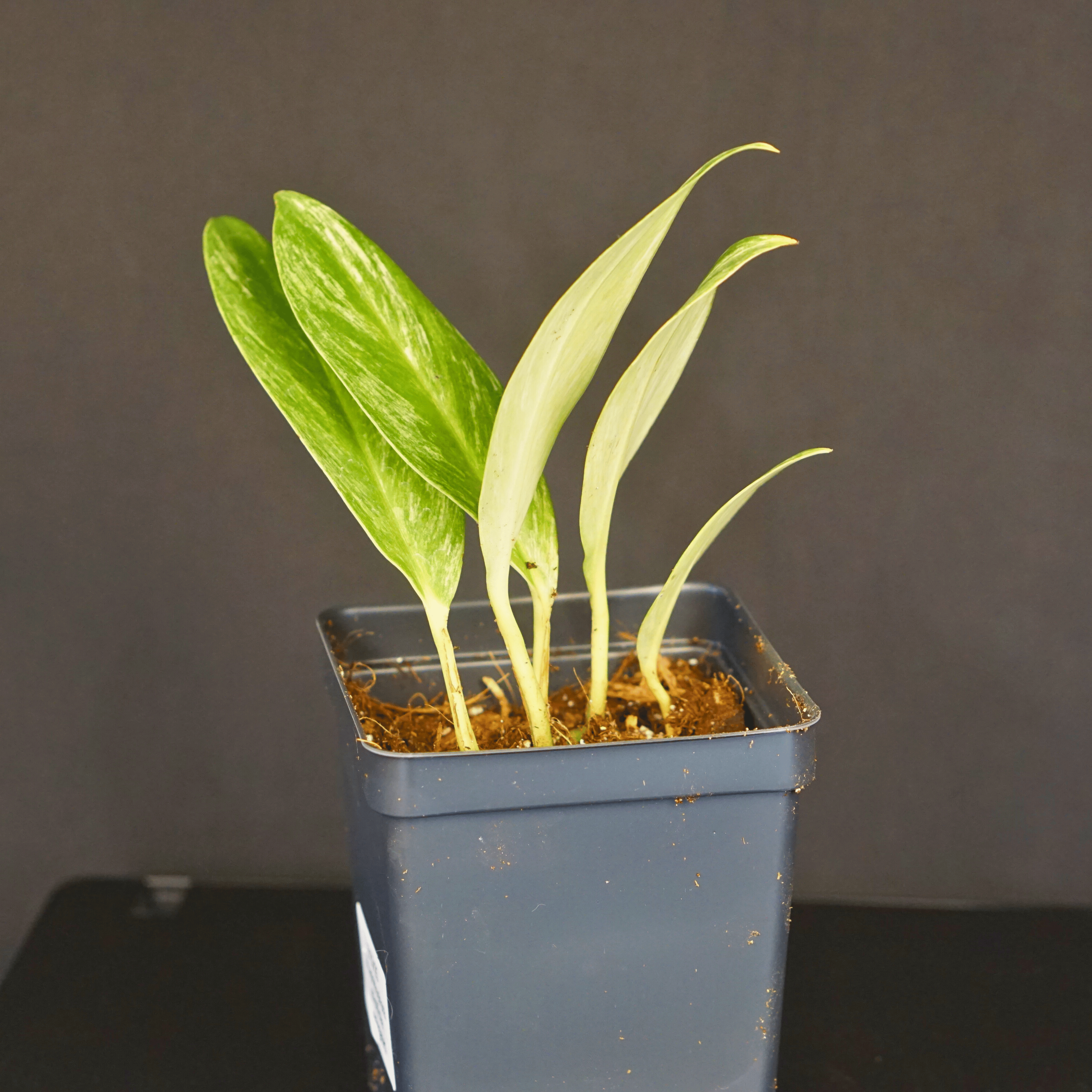 Variegated Rhaphidophora elliptifolia plant with white and green marbled leaves in a black pot against a dark background.