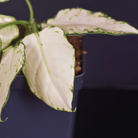 Aglaonema 'Super White' plant with variegated leaves in close-up view showcasing crisp green venation and white foliage.